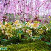 ヒメ日記 2026/03/01 07:42 投稿 なつこ巨乳癒し系マダム 熟女パラダイス岐阜店（カサブランカグループ）