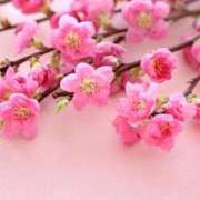 なつこ巨乳癒し系マダム 雛祭り 熟女パラダイス岐阜店（カサブランカグループ）