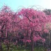 ヒメ日記 2026/03/07 07:22 投稿 なつこ巨乳癒し系マダム 熟女パラダイス岐阜店（カサブランカグループ）