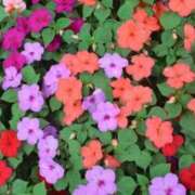 なつこ巨乳癒し系マダム おはようございます 熟女パラダイス岐阜店（カサブランカグループ）