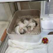 ヒメ日記 2025/06/01 07:11 投稿 鈴木(すずき) モアグループ西川口人妻城