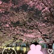 ヒメ日記 2026/04/02 10:30 投稿 エリカ バニーコレクション秋田店