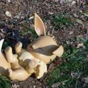 ヒメ日記 2026/02/16 10:04 投稿 さくら いざ候 別館