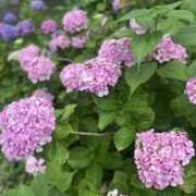 ヒメ日記 2025/07/08 14:24 投稿 光流（みつる） ビッグバード