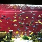 ヒメ日記 2025/09/05 17:24 投稿 光流（みつる） ビッグバード