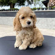 ヒメ日記 2025/09/30 23:12 投稿 ここ 上野ハンドメイド