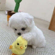 ヒメ日記 2025/11/02 22:58 投稿 ここ 上野ハンドメイド