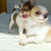 ヒメ日記 2025/12/03 16:41 投稿 ここ 上野ハンドメイド