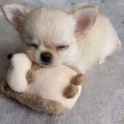 ヒメ日記 2025/12/03 22:45 投稿 ここ 上野ハンドメイド