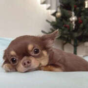 ヒメ日記 2025/12/07 22:49 投稿 ここ 上野ハンドメイド