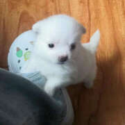 ヒメ日記 2026/02/01 22:48 投稿 ここ 上野ハンドメイド