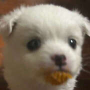 ヒメ日記 2026/02/03 23:30 投稿 ここ 上野ハンドメイド