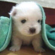 ヒメ日記 2026/03/18 23:35 投稿 ここ 上野ハンドメイド