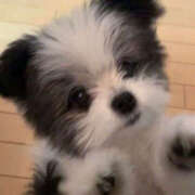 ヒメ日記 2026/04/06 23:30 投稿 ここ 上野ハンドメイド