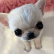 ヒメ日記 2026/04/11 23:25 投稿 ここ 上野ハンドメイド