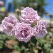 ヒメ日記 2025/06/17 03:16 投稿 はな【性感】 性感エステBianca豊中店