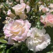 ヒメ日記 2025/09/16 12:58 投稿 はな【性感】 性感エステBianca豊中店