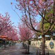 ヒメ日記 2026/04/03 12:31 投稿 はな【性感】 性感エステBianca豊中店