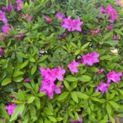 ヒメ日記 2025/05/21 12:50 投稿 ゆいな 成田人妻花壇