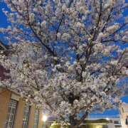 ヒメ日記 2026/04/03 22:48 投稿 みさき 素人妻達☆マイふぇらレディー