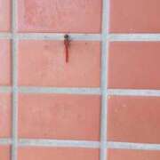 ヒメ日記 2025/10/02 13:52 投稿 らら 完熟ばなな札幌・すすきの