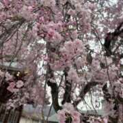 ヒメ日記 2026/05/08 15:28 投稿 亀井まゆこ 五十路マダム東広島店(カサブランカグループ)