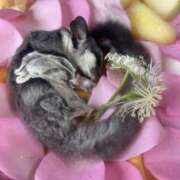 ヒメ日記 2025/06/07 22:07 投稿 真凛/まりん・即即動画無料 Platinum Legend(プラチナムレジェンド)