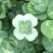 ヒメ日記 2026/04/12 14:56 投稿 えま 熟女の風俗最終章 沼津店