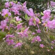 ヒメ日記 2025/05/20 07:16 投稿 まな 太田人妻城