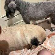 ヒメ日記 2025/10/26 19:58 投稿 Kurara THE PREMIUM （プレミアム）