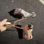 ヒメ日記 2025/10/30 14:24 投稿 Kurara THE PREMIUM （プレミアム）