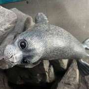 ヒメ日記 2025/11/01 14:02 投稿 Kurara THE PREMIUM （プレミアム）