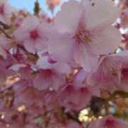 ヒメ日記 2026/03/14 10:18 投稿 入田桜歌 五十路マダム愛されたい熟女たち岡山店（カサブランカグループ）