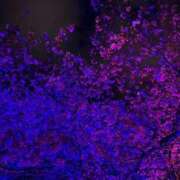 つき 悲しい 西船人妻花壇