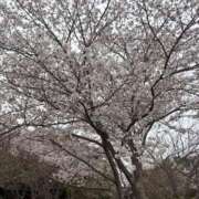 ヒメ日記 2026/04/17 11:20 投稿 なな 佐世保人妻デリヘル「デリ夫人」