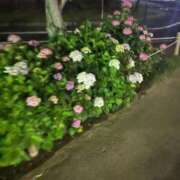 ヒメ日記 2025/06/01 23:54 投稿 藤原すみれ MIRAI TOKYO 新宿店