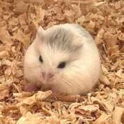 ヒメ日記 2025/12/07 17:32 投稿 みわ ハピネス福岡