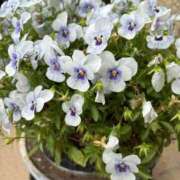 ヒメ日記 2025/05/12 12:52 投稿 柴崎かえで 五十路マダム 浜松店(カサブランカグループ)