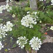 ヒメ日記 2025/05/12 17:08 投稿 柴崎かえで 五十路マダム 浜松店(カサブランカグループ)
