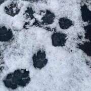 ヒメ日記 2026/02/12 09:54 投稿 あいゆ みつらん鉄道