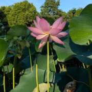 ヒメ日記 2025/06/30 18:02 投稿 にいな 鶯谷デリヘル倶楽部