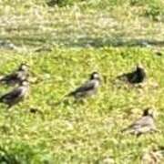 古閑 あおい 暑いですね? 熟女パラダイス鶯谷店(カサブランカグループ)