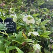 古閑 あおい 出勤? 熟女パラダイス鶯谷店(カサブランカグループ)