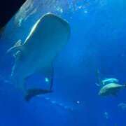 ヒメ日記 2025/05/03 23:46 投稿 ゆの 白いぽっちゃりさん