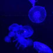 ヒメ日記 2025/06/03 18:42 投稿 ゆの 白いぽっちゃりさん