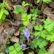 ヒメ日記 2025/05/05 02:51 投稿 りんね 奥様特急　池袋・大塚店