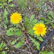 ヒメ日記 2025/05/05 07:00 投稿 りんね 奥様特急　池袋・大塚店