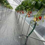 ヒメ日記 2025/05/05 16:34 投稿 りんね 奥様特急　池袋・大塚店