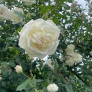 ヒメ日記 2025/06/03 15:17 投稿 みらい 激安ソープの殿堂　ボイン・ホーテ