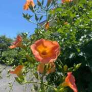 ヒメ日記 2025/06/19 19:32 投稿 みらい 激安ソープの殿堂　ボイン・ホーテ